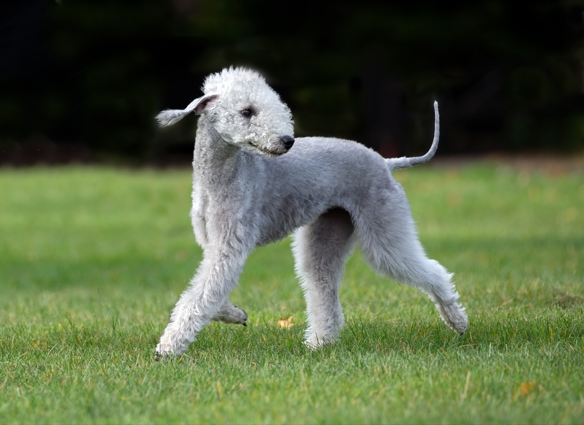 bedlington terrier