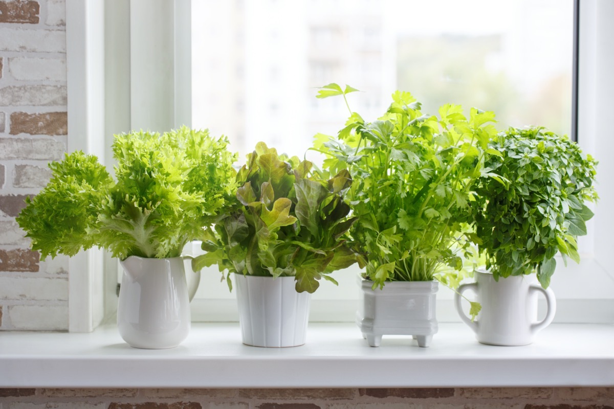 windowsill herb garden