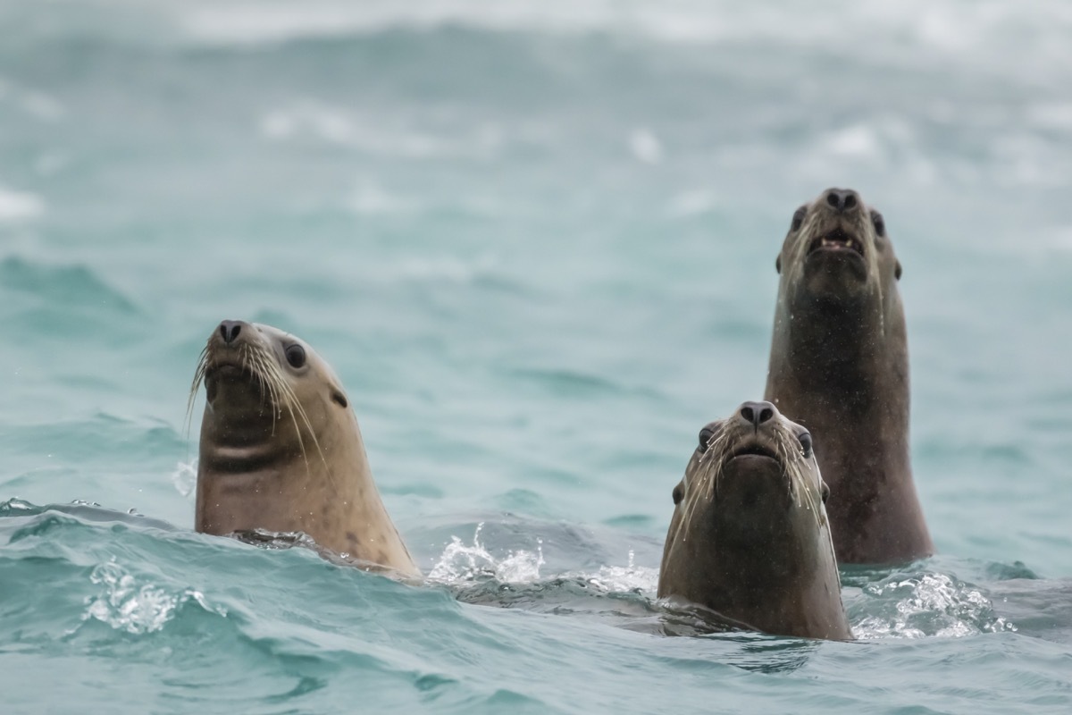 Steller sea lions (Eumetopias jubatus) in the ocean at the Inian Islands, southeast Alaska