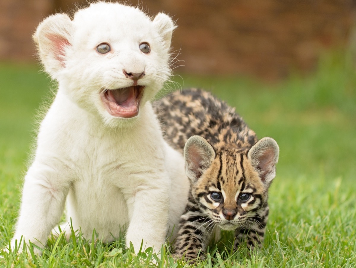 White lion cub and kitten