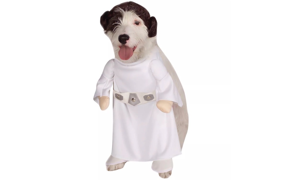 dog in princess leia costume, dog halloween costumes