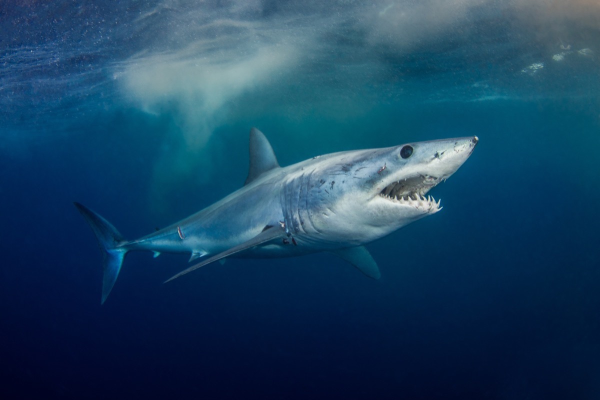 mako shark