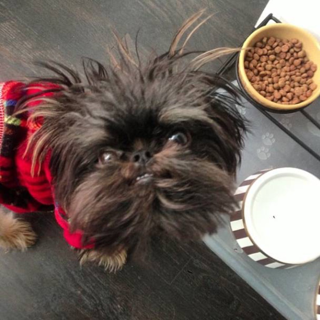 Ashley Benson's dog, Walter