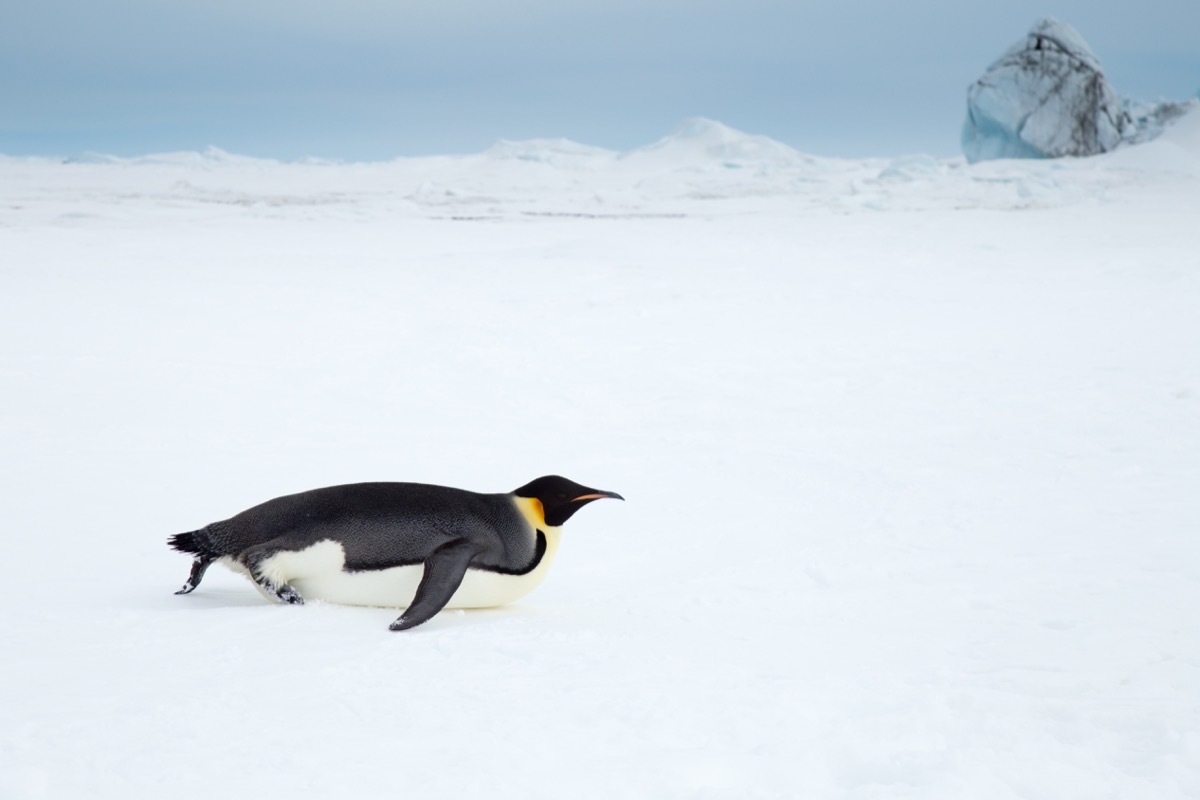 Photo of penguin sliding on belly on snow