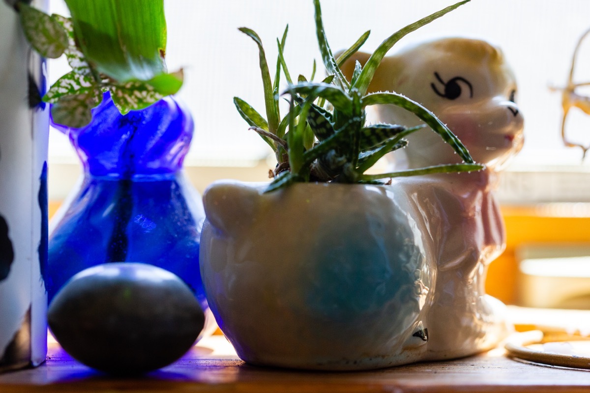 countertop cluttered with plants and knick knacks