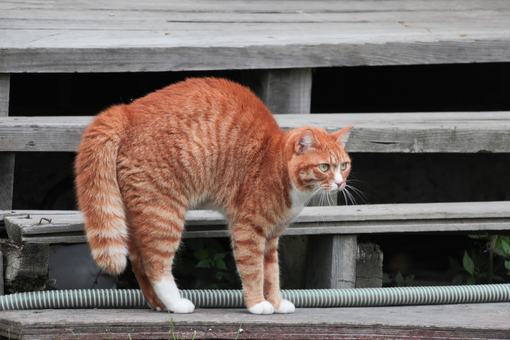 Cat Back Arched, Fur Down 