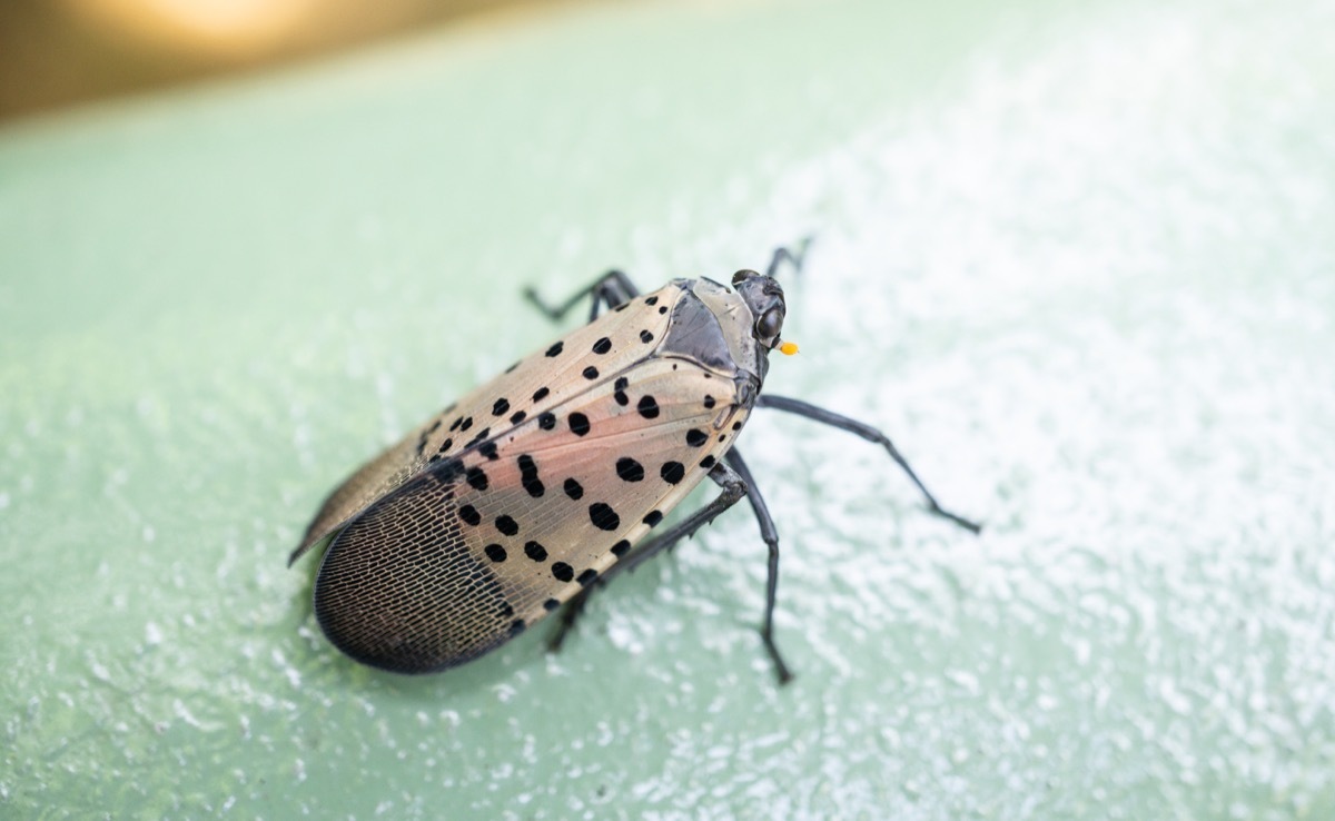 Spotted lanternfly