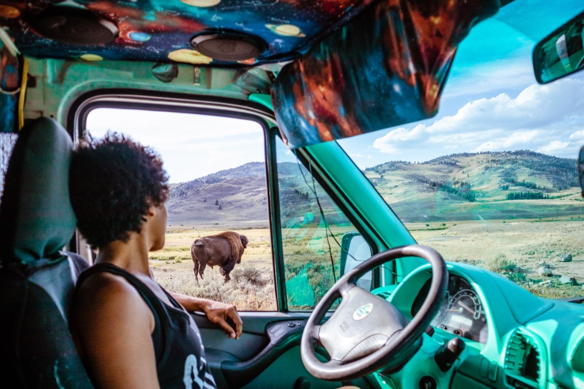 looking out the car window at bison yellowston