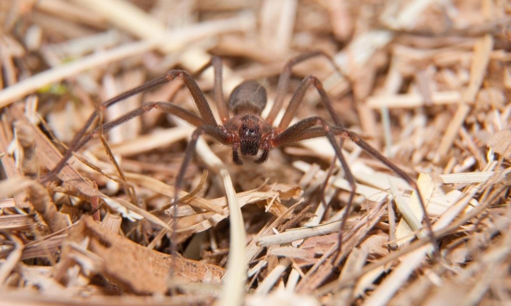 Brown recluse spider