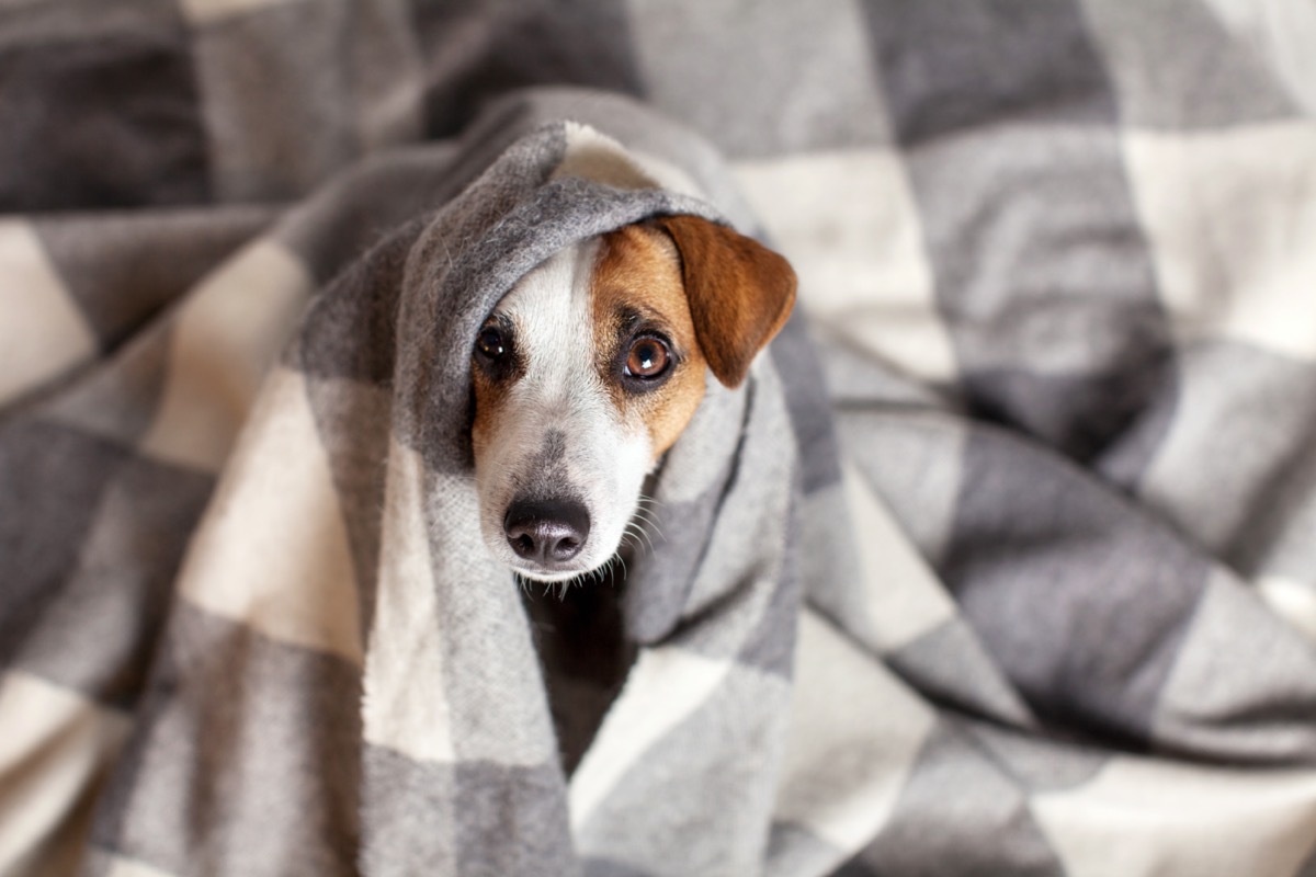 scared dog in blanket