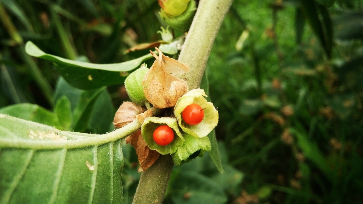 winter cherry or ashwagandha 