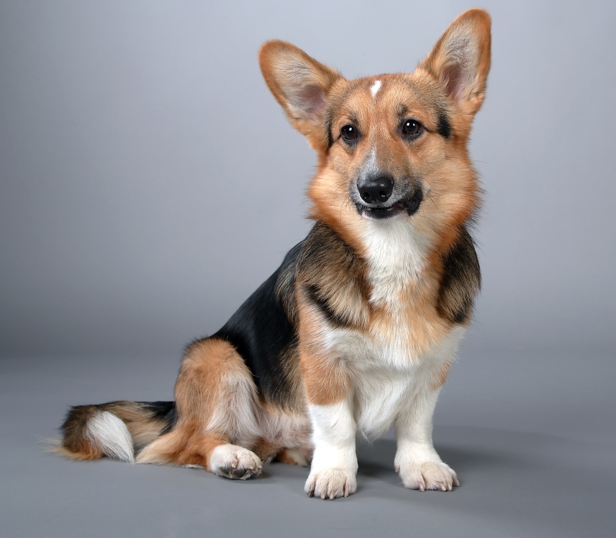 red and brown corgi