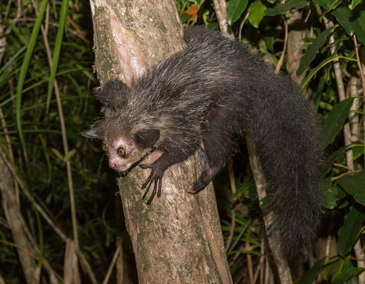 Aye-aye lemur