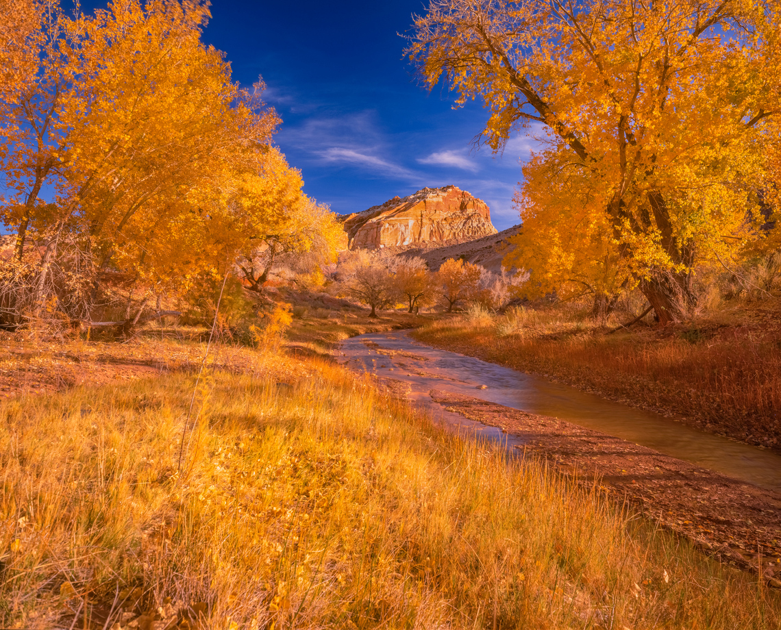 Trees over a stream in canyon reef national park