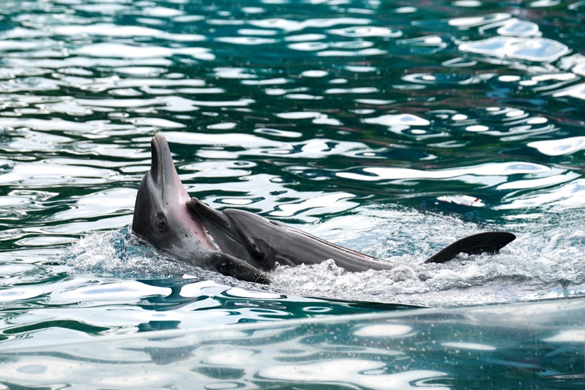 Dolphins Giving Each Other a Hug Dolphin Photos