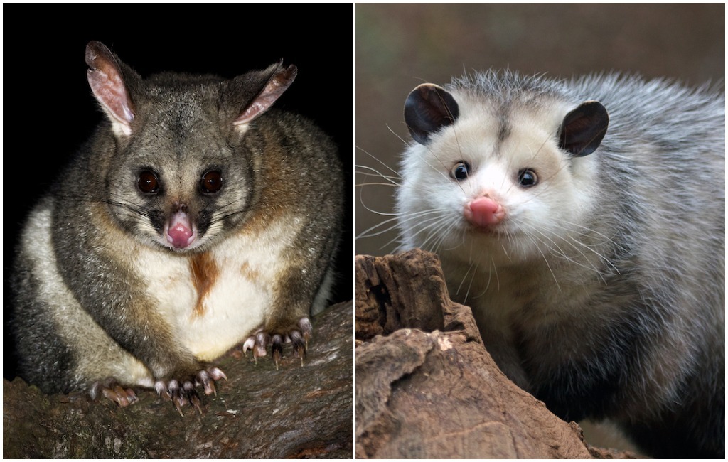 possum vs opossum