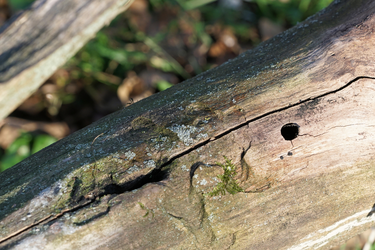 closeup of hole made by asian longhorned beetle