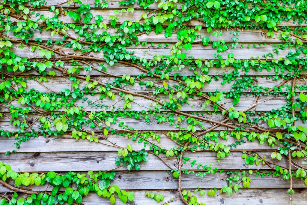 vines on home exterior