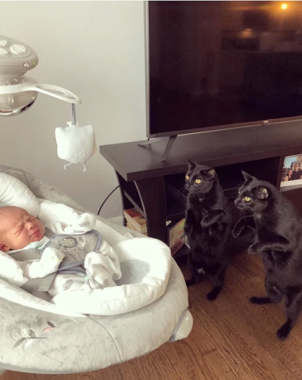 cats meeting baby