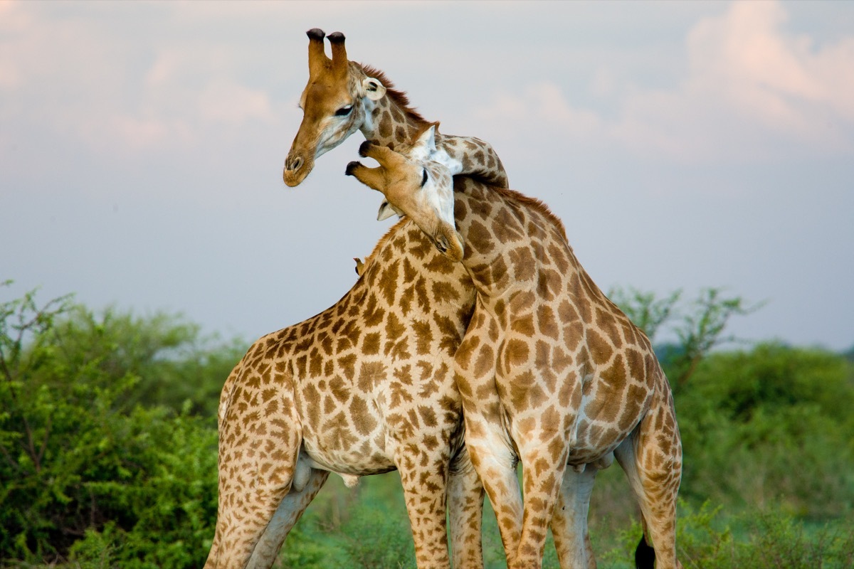 two giraffes in love who are nuzzling each other's necks in the safari