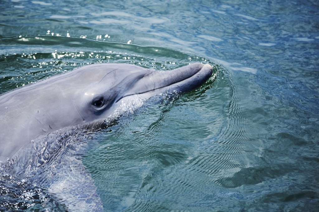 Bottlenose dolphin