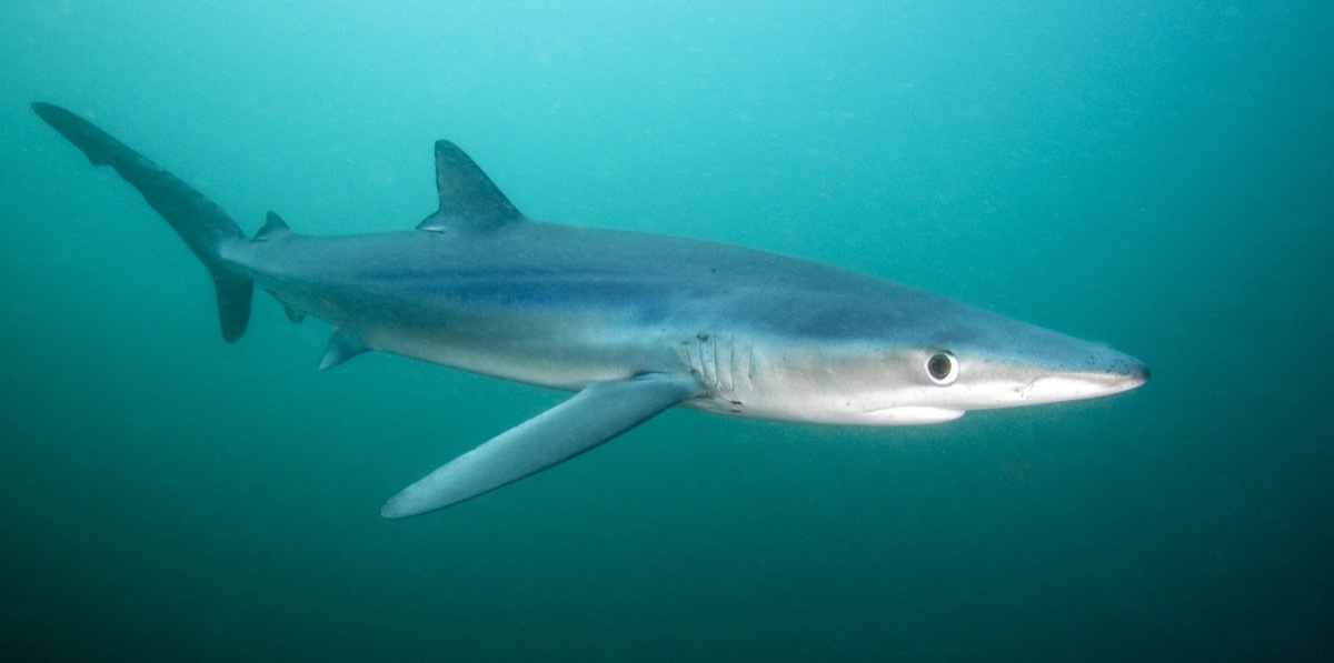 blue shark