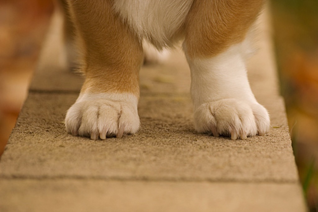 corgi paws