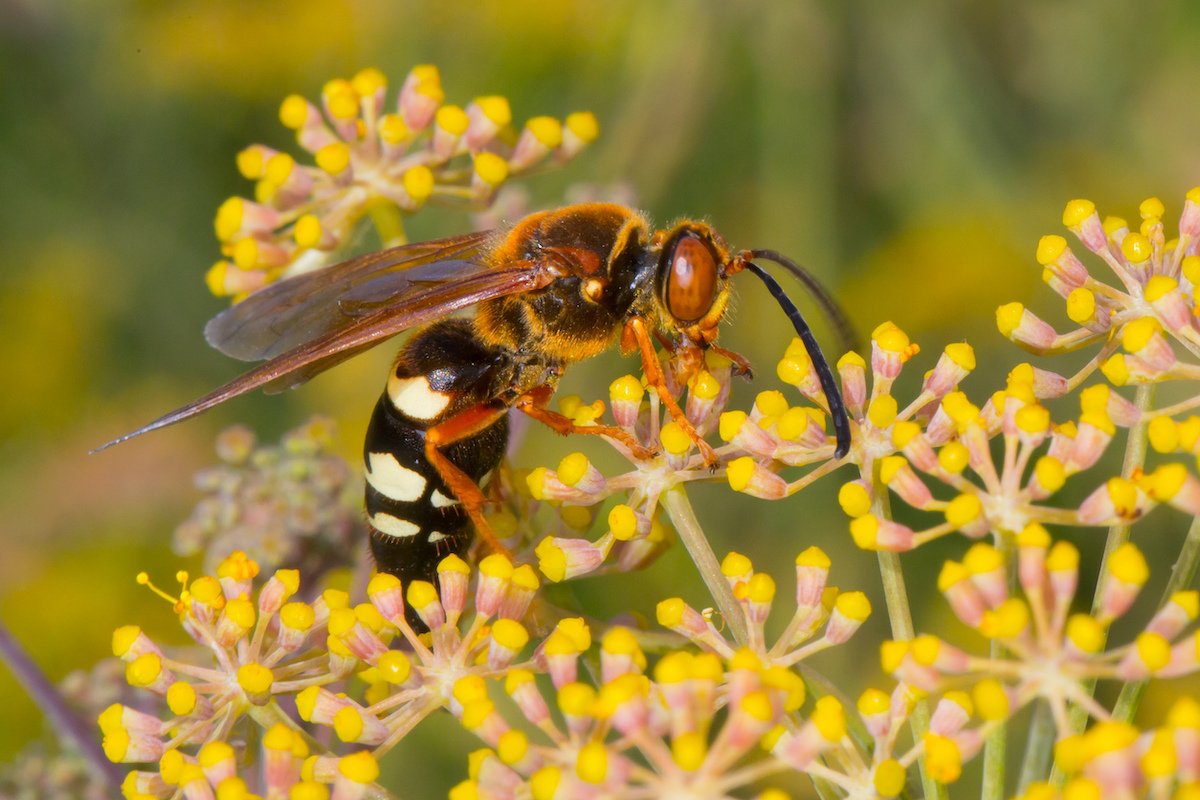 Eastern Cicada Killer Wasp