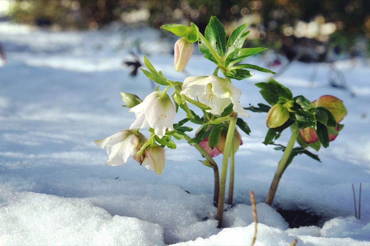 hellebore blooming in snow