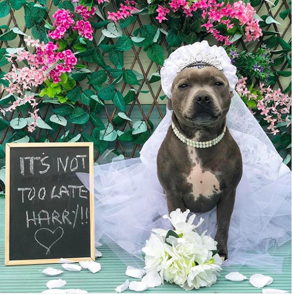 dog dressed up in wedding gown for royal wedding