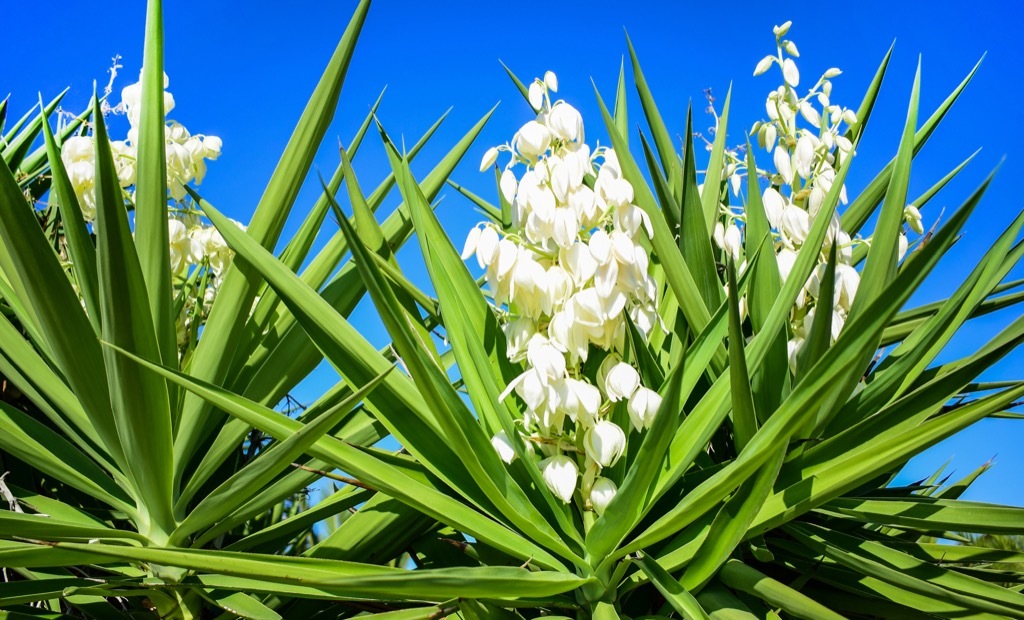 yucca plant