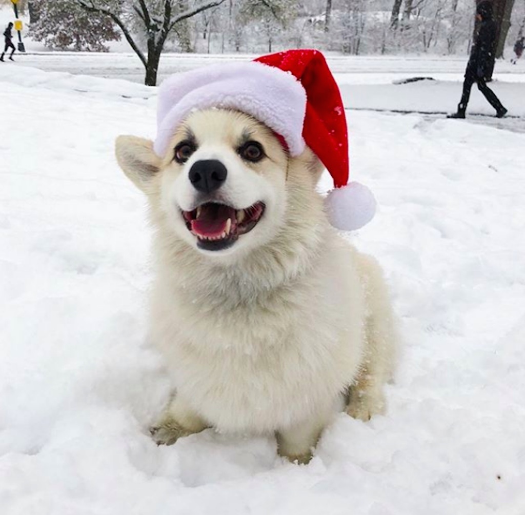 dogs who are excited for the holidays