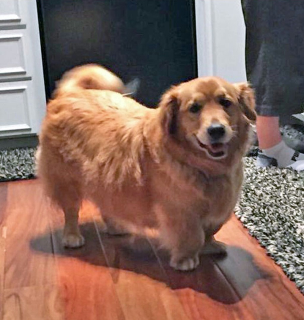 corgi golden retriever mix