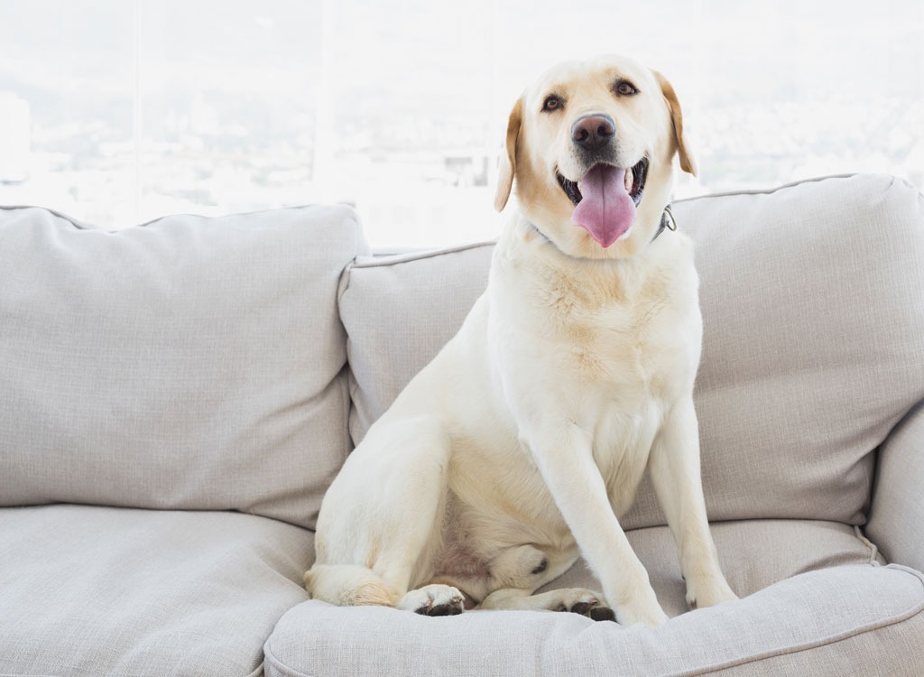 Dog on couch