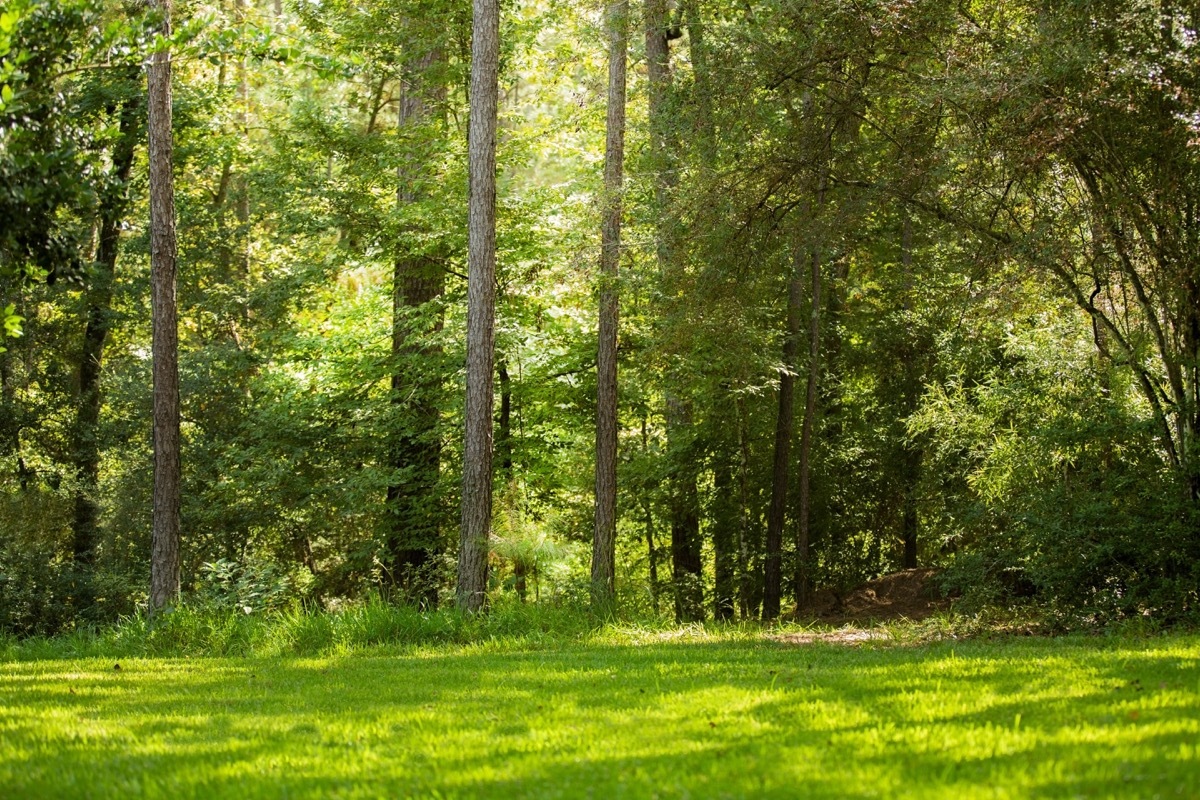 Empty meadow and forest beyond in a state park in Texas, USA. Summer season. Green trees, grass.. Great nature background.