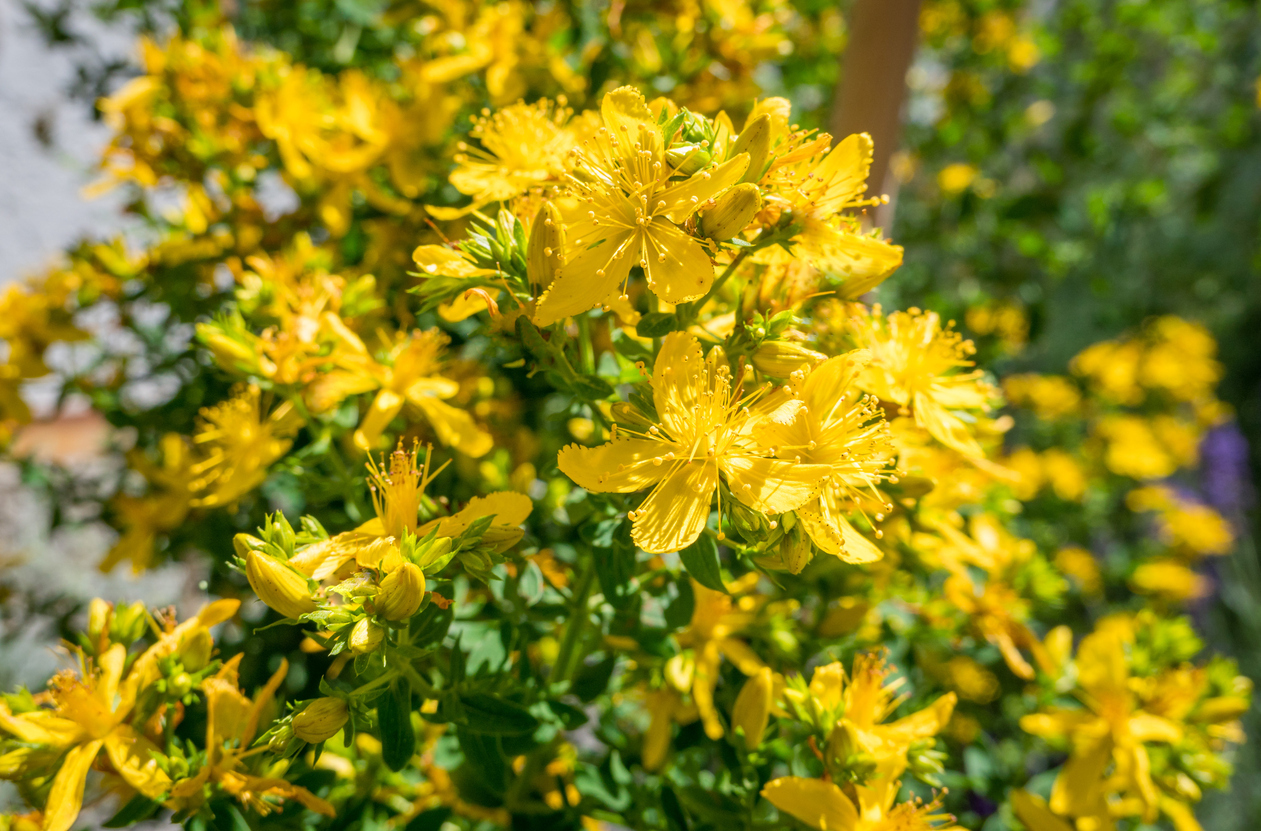 St. John's wort flowers.