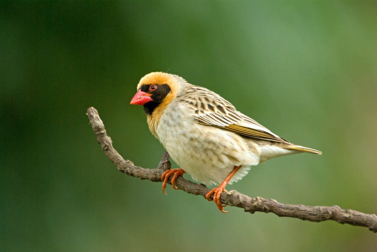 Red-billed quelea