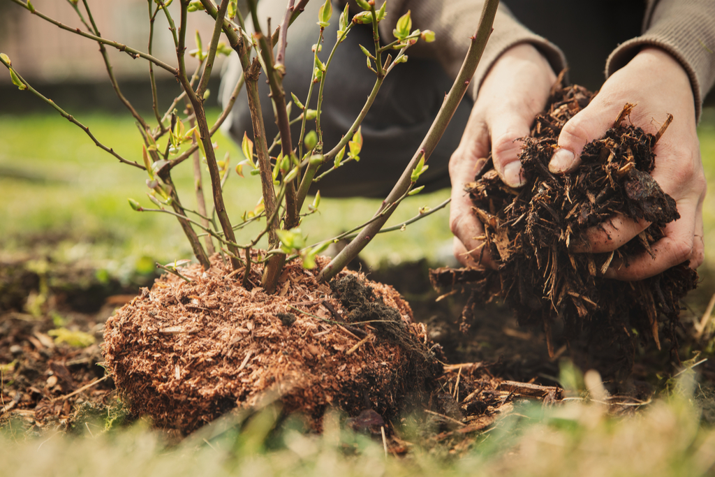 Mulch Money Facts