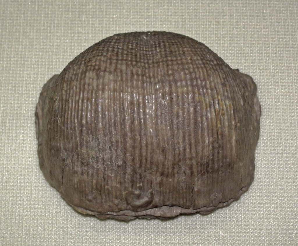 brachiopod 30 oldest animals on earth