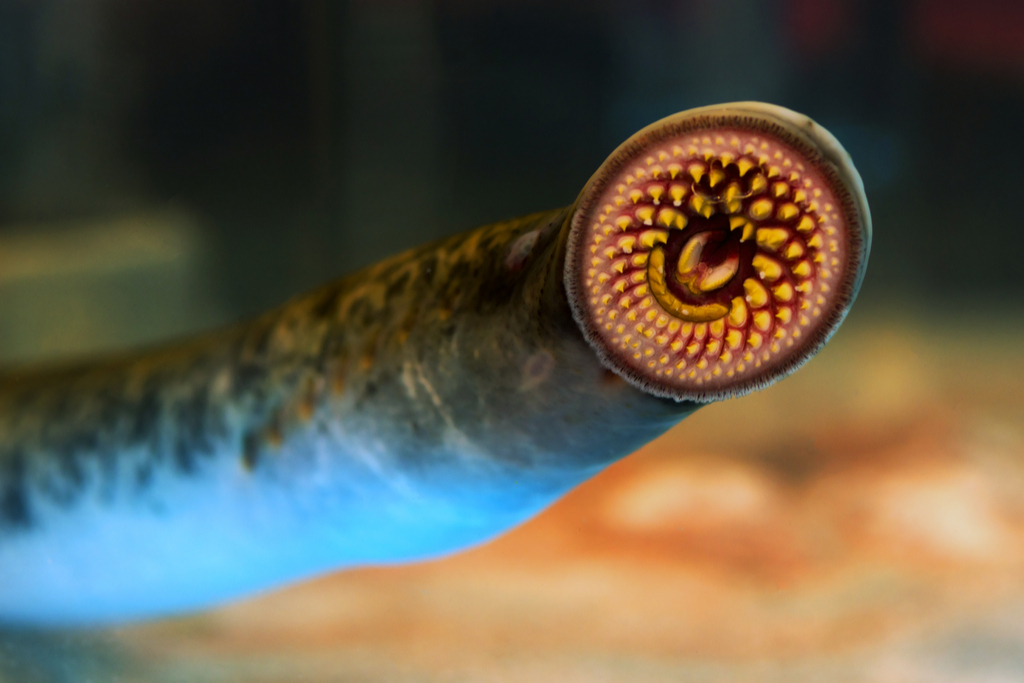 Lamprey Crazy Critters