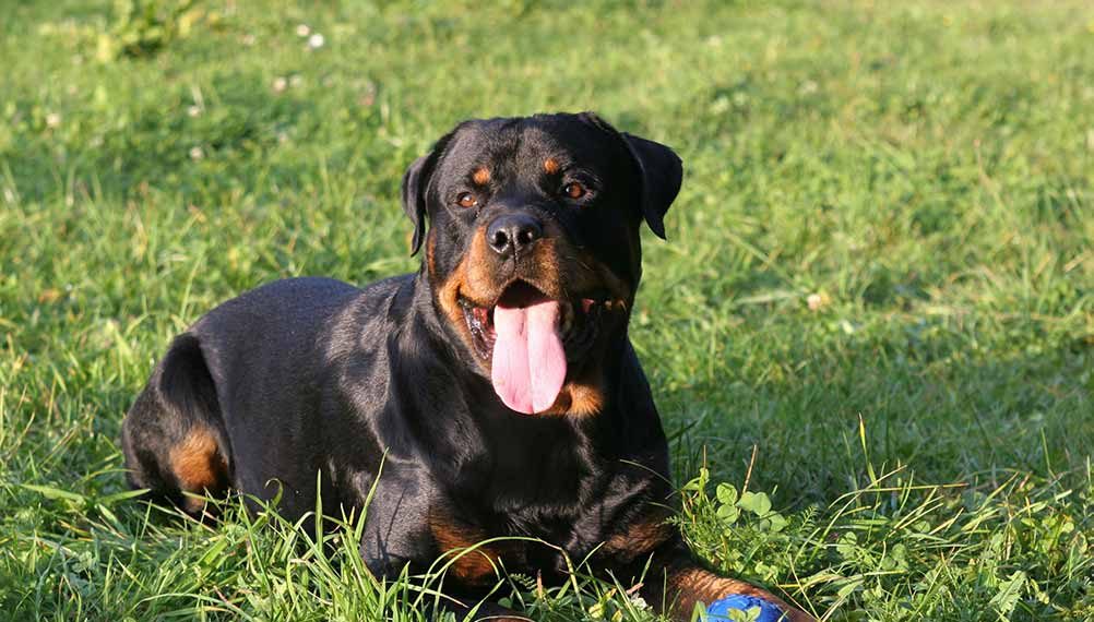 Image result for rottweiler