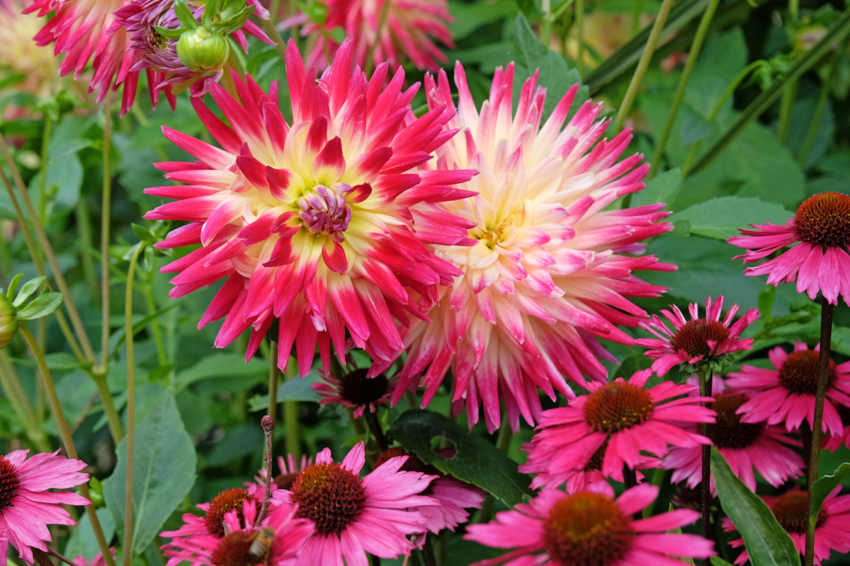 Pink and yellow Cactus Dahlia 'Tahiti Sunrise' in flower.