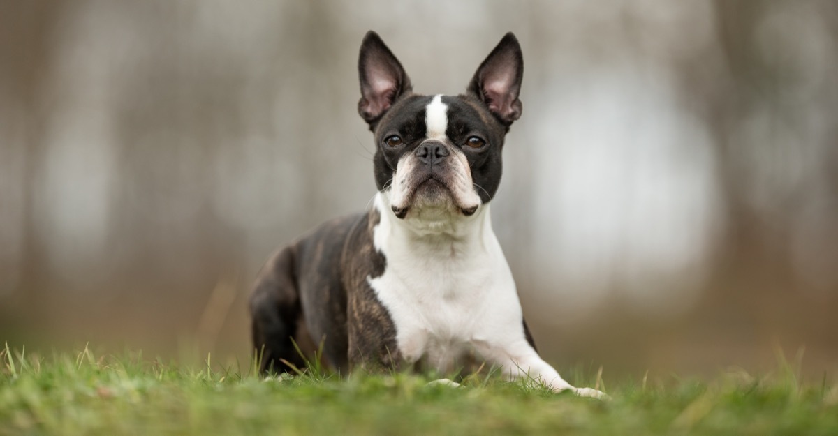 boston terrier