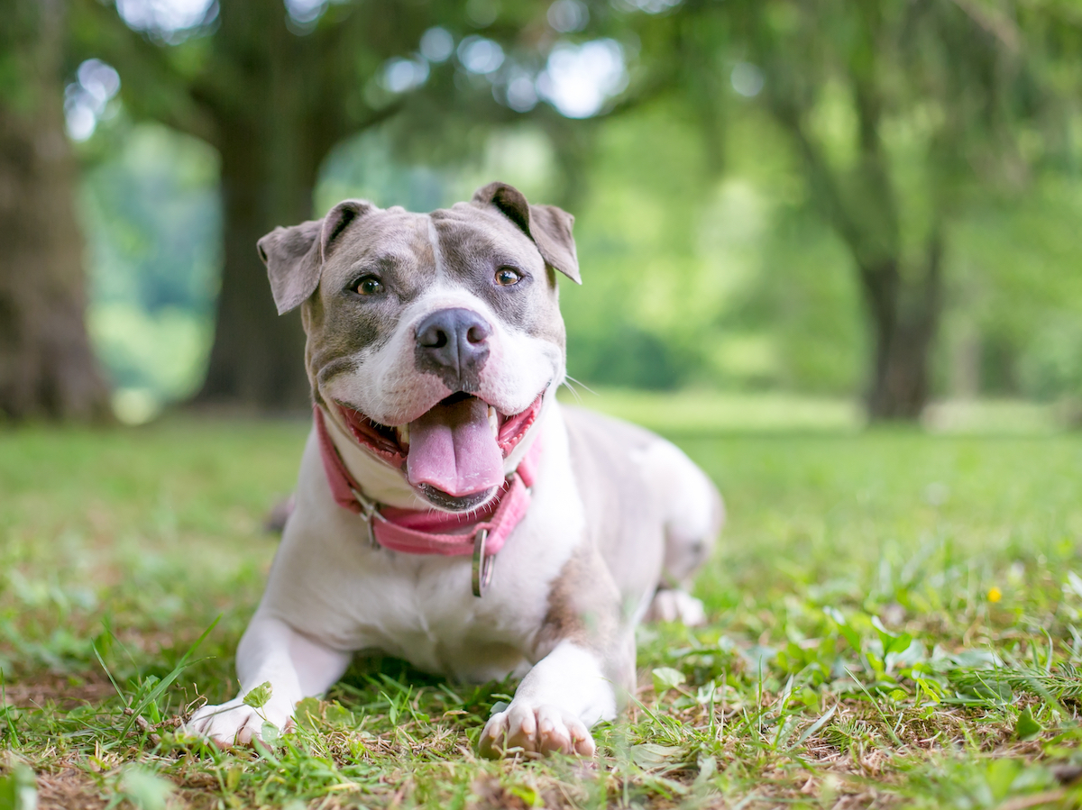 Staffordshire Bull Terrier