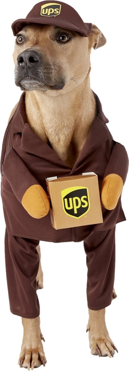 dog dressed as ups driver, dog halloween costumes