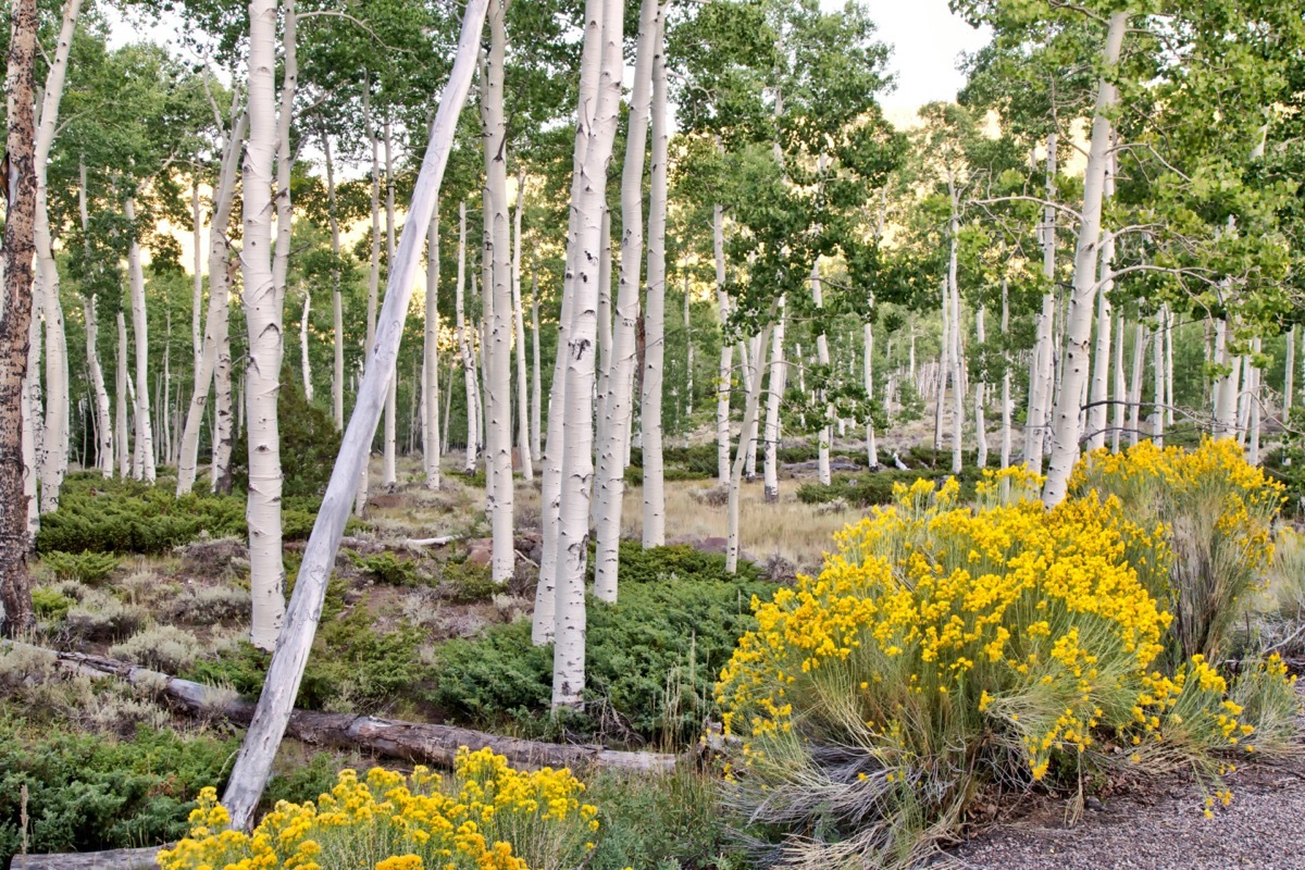 Quaking Aspen Grove 'Pando Clone' at sunrise 'Populus tremuloides'. Clonal colony of an individual male quaking aspen.