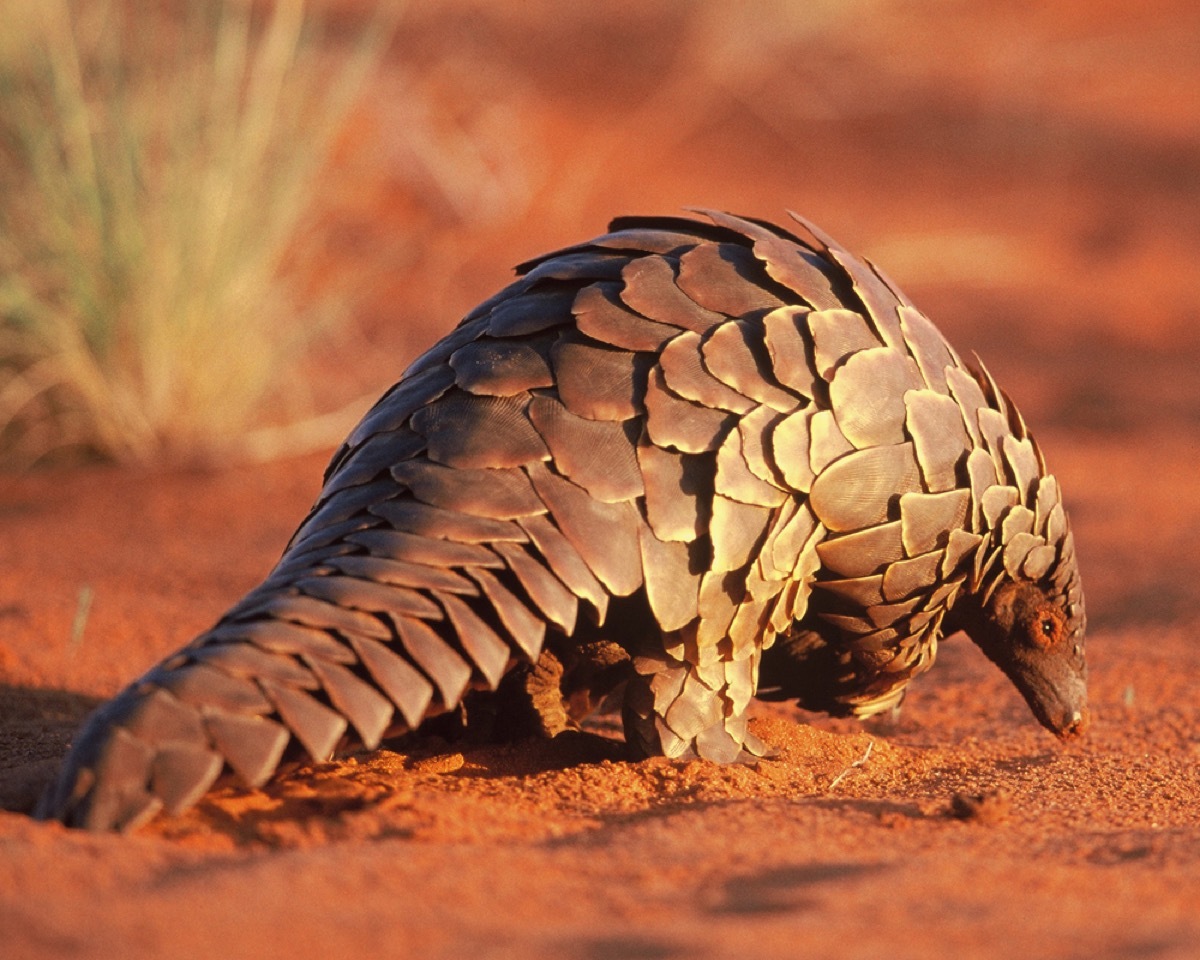 Pangolin rarest animals