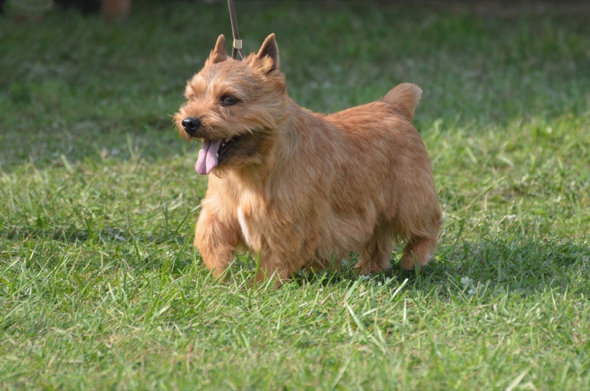 Cute Glen of Imaal terrier with his tongue sticking out. - Image