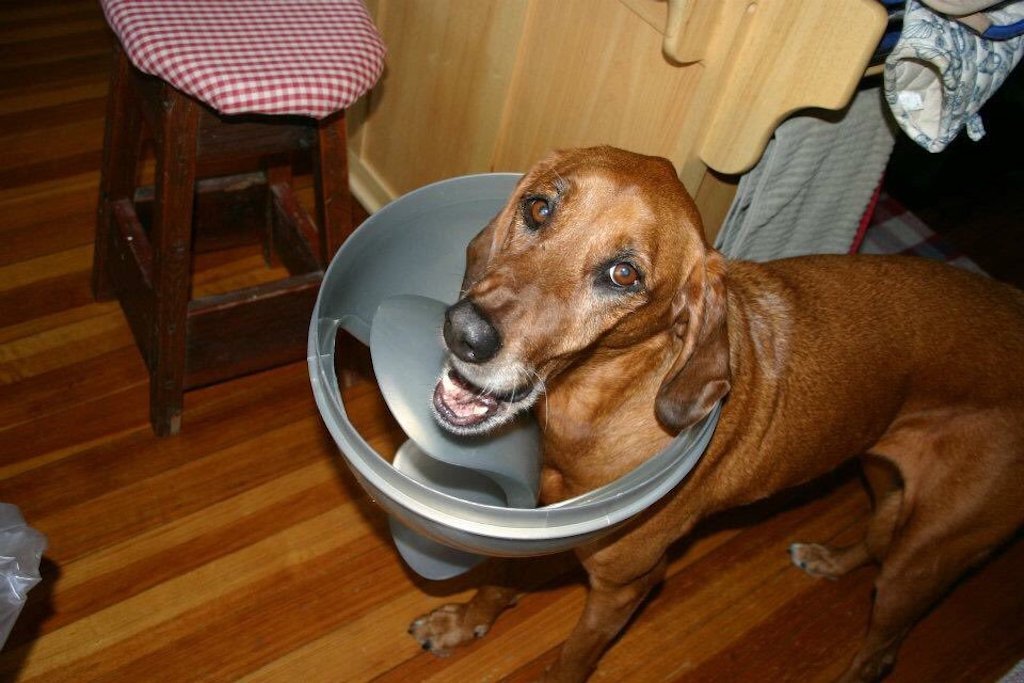 dog versus trash can