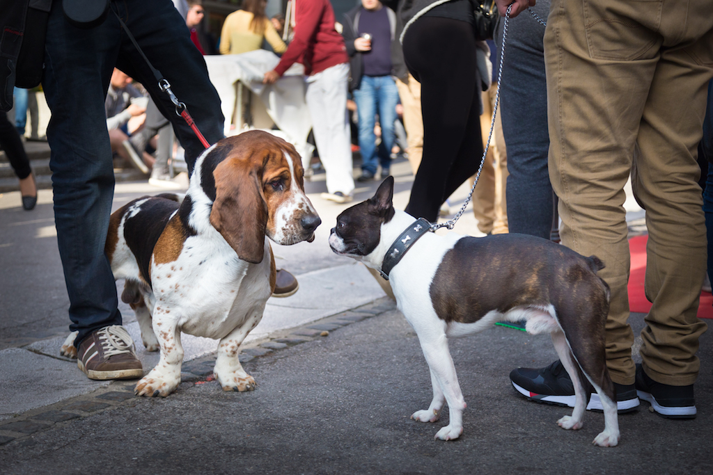 dogs meeting and booping snoots